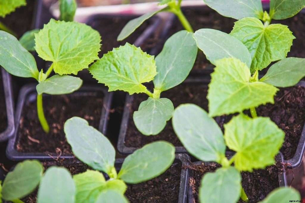 How to Grow Cucumbers from Seeds (Gardener’s Guide)
