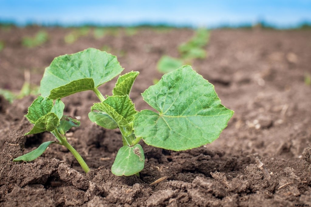 How to Grow Cucumbers from Seeds (Gardener’s Guide)