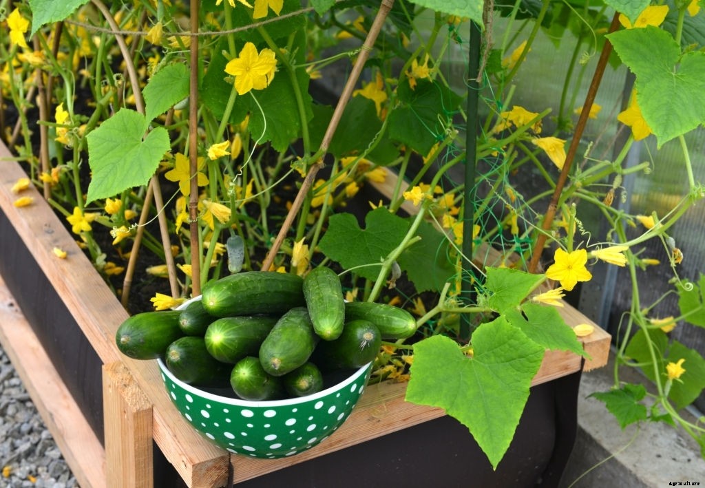 How to Grow Cucumbers from Seeds (Gardener’s Guide)