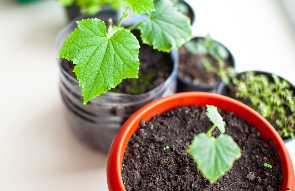 How to Grow Cucumbers from Seeds (Gardener’s Guide)