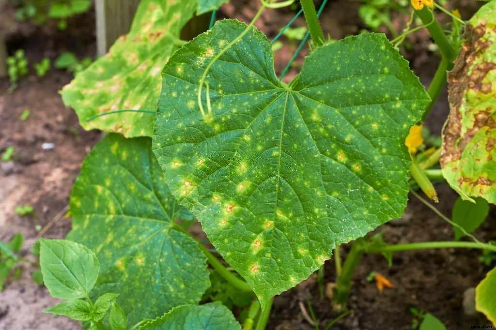 How to Grow Cucumbers from Seeds (Gardener’s Guide)