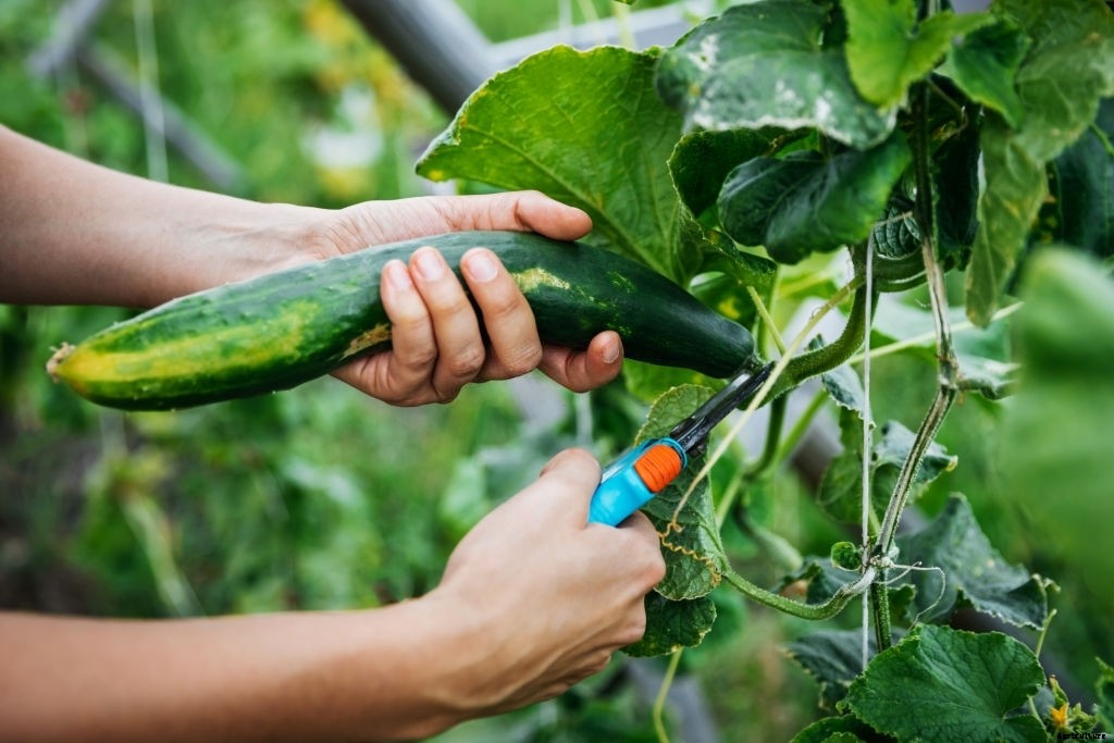 How to Grow Cucumbers from Seeds (Gardener’s Guide)