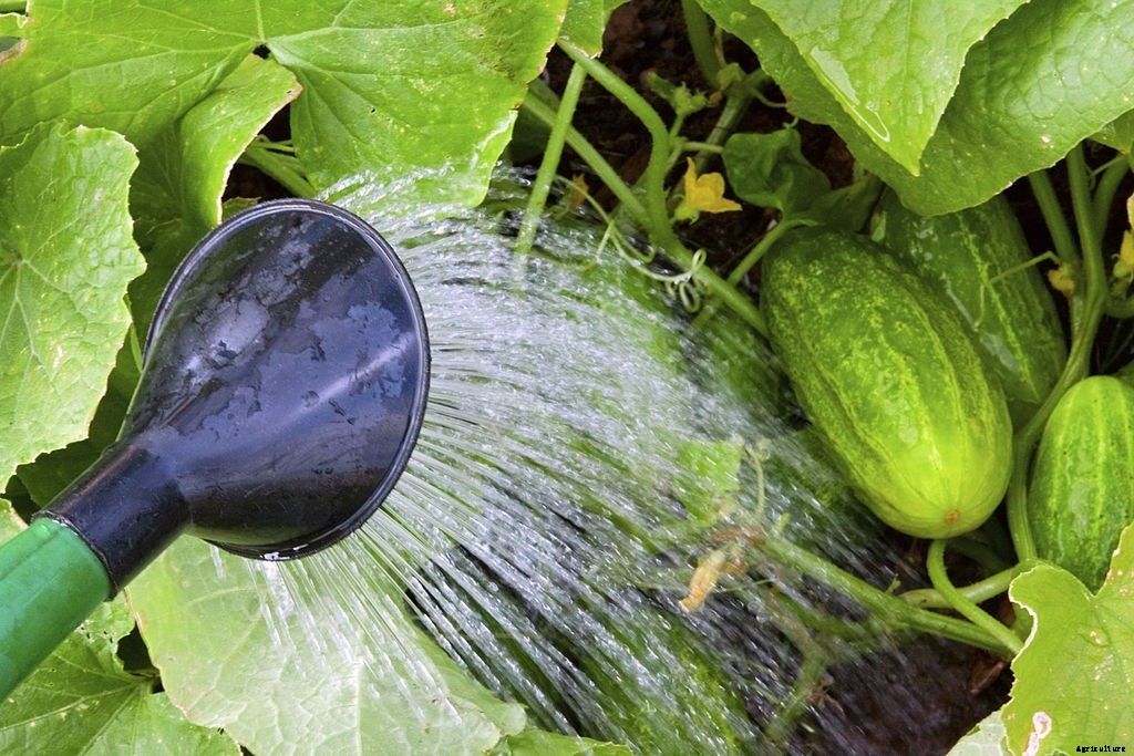 How to Grow Cucumbers from Seeds (Gardener’s Guide)
