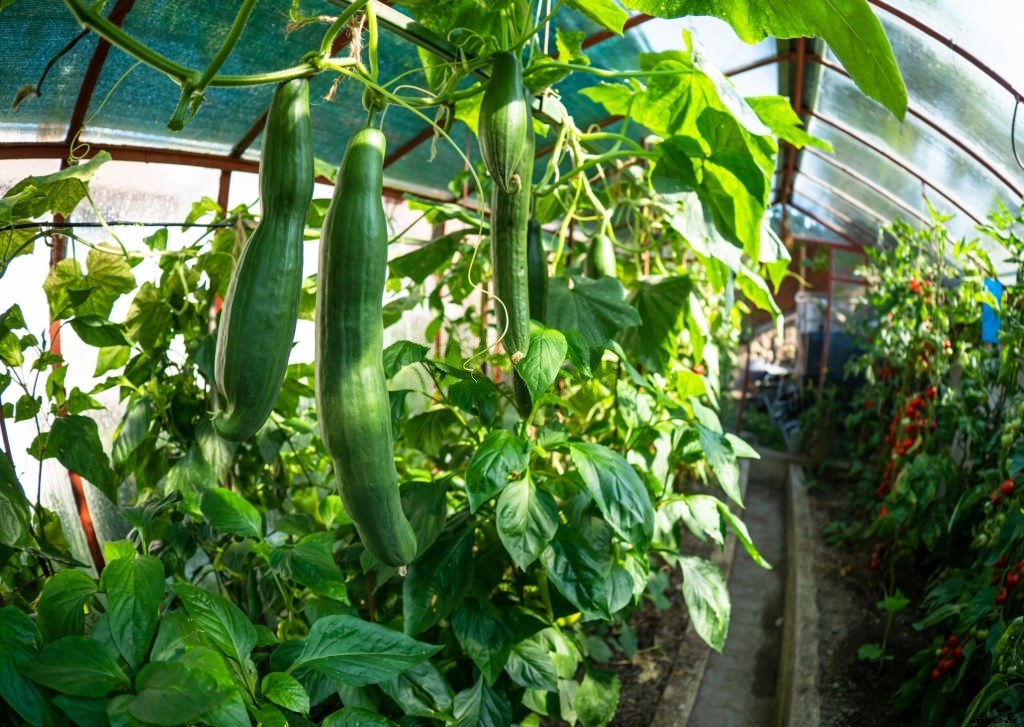 How to Grow Cucumbers from Seeds (Gardener’s Guide)