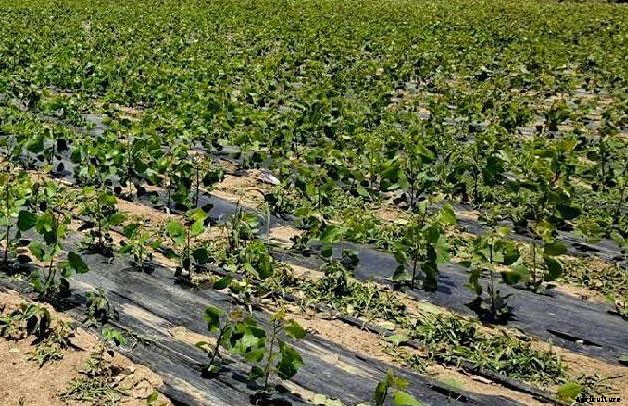 14 Ways to Keep Weeds Out of a Garden