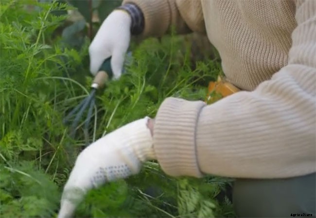 14 Ways to Keep Weeds Out of a Garden