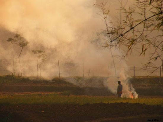 14 Ways to Keep Weeds Out of a Garden