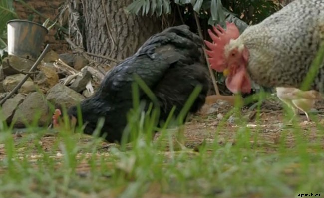 14 Ways to Keep Weeds Out of a Garden