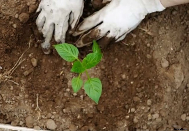 9 Benefits of Gardening as a Hobby