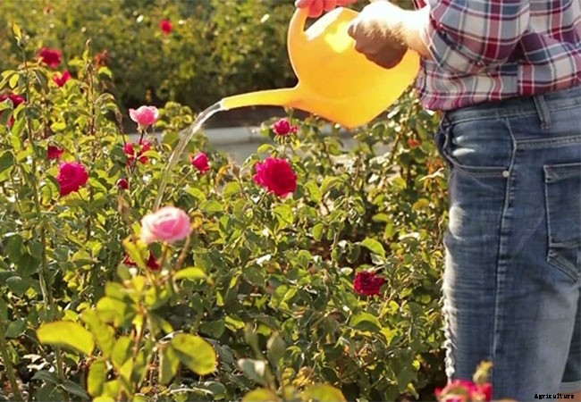 9 Benefits of Gardening as a Hobby