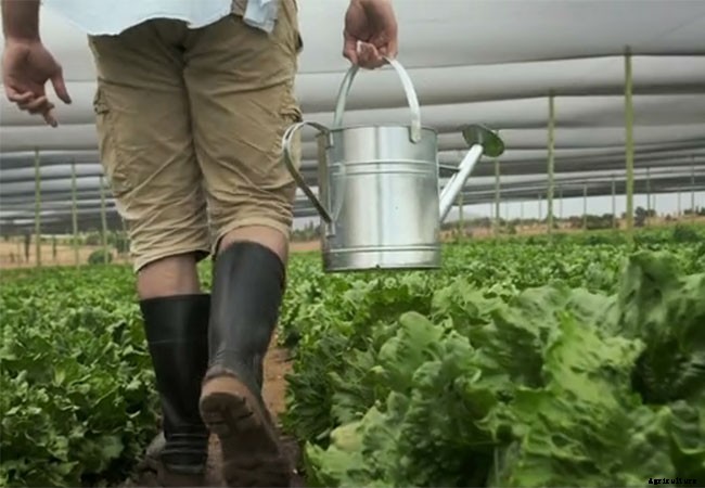 9 Benefits of Gardening as a Hobby