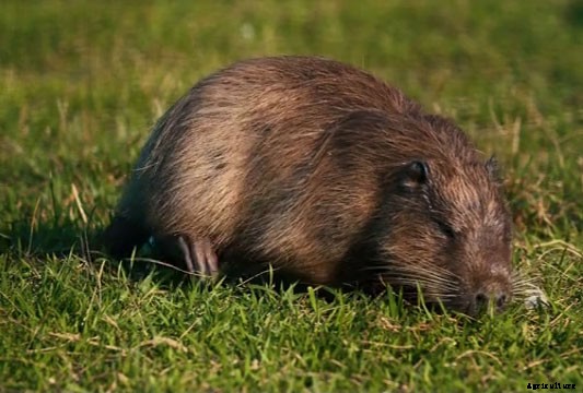 Do Vegetable Gardens Attract Rats?