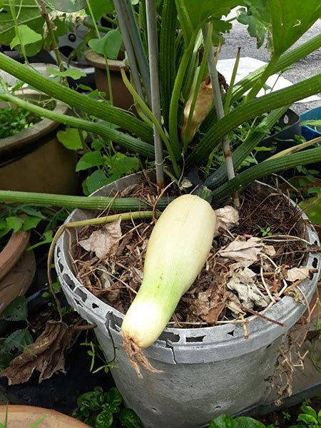 Do Vegetable Gardens Attract Rats?