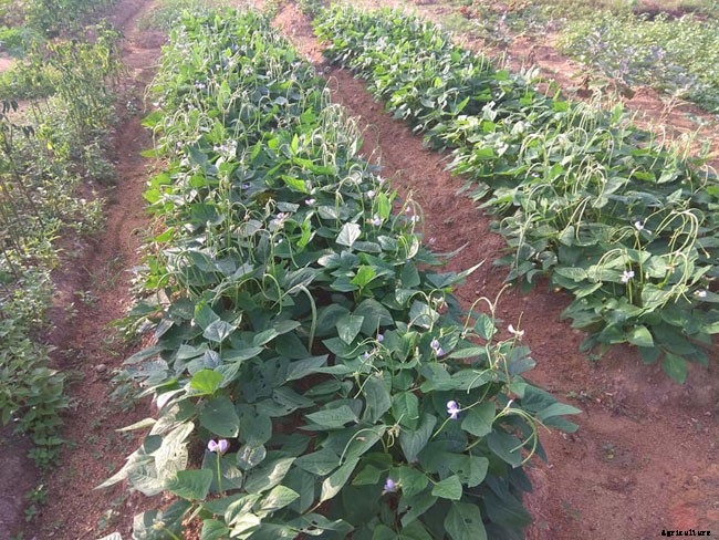 What Are Organic Gardens and What Are the Benefits?