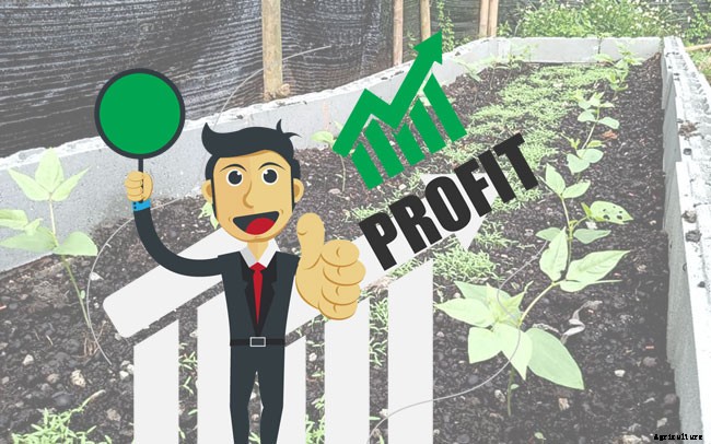 Is Gardening Profitable? Here Are The Facts