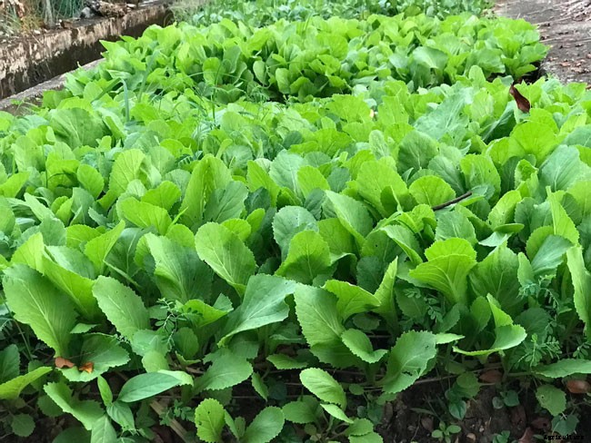 What Are Organic Gardens and What Are the Benefits?