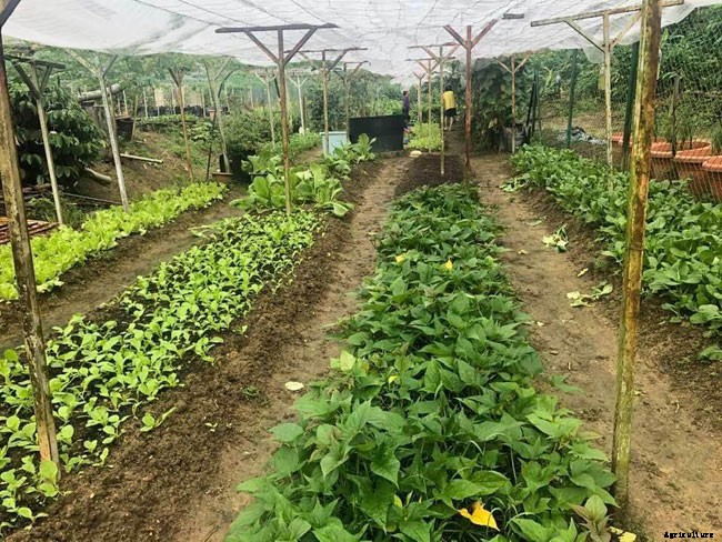 What Are Organic Gardens and What Are the Benefits?