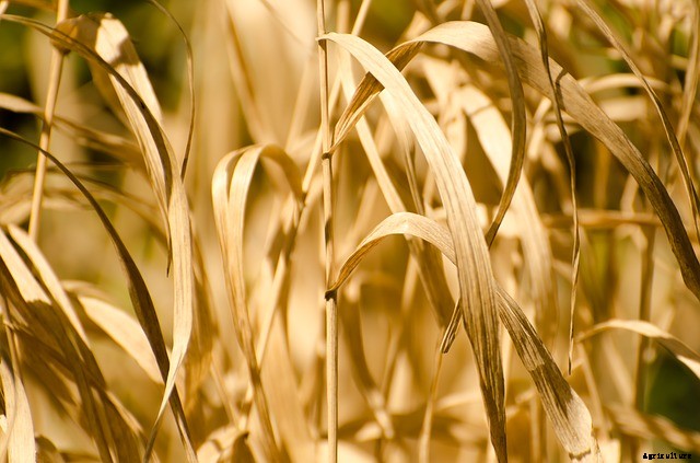 What Are Organic Gardens and What Are the Benefits?