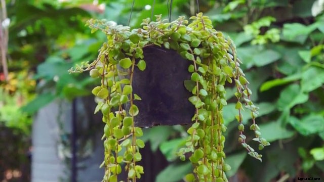 Is It Bine Plant or Vine Plant?