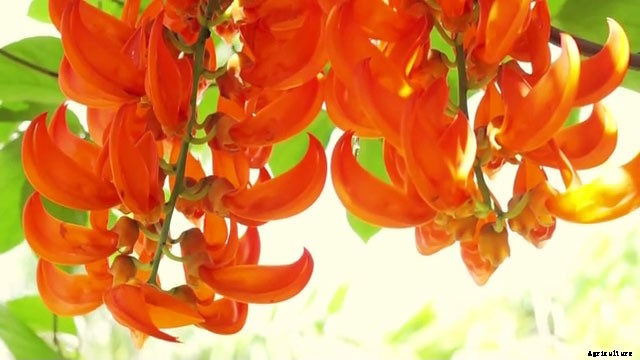 Is It Bine Plant or Vine Plant?