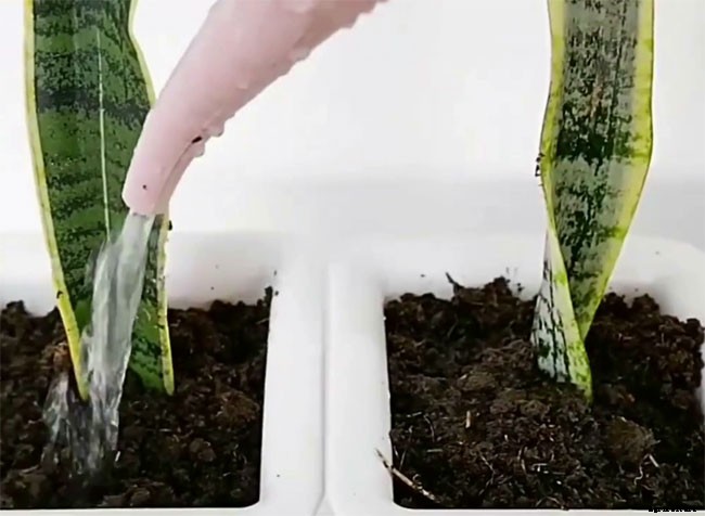 How Often Should You Water Snake Plant?