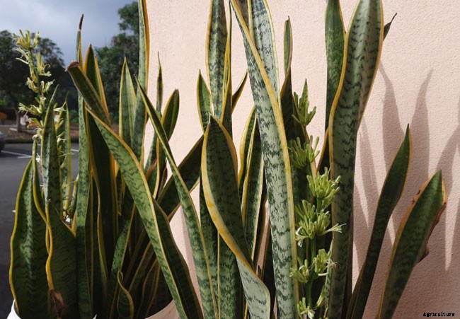 How Often Should You Water Snake Plant?