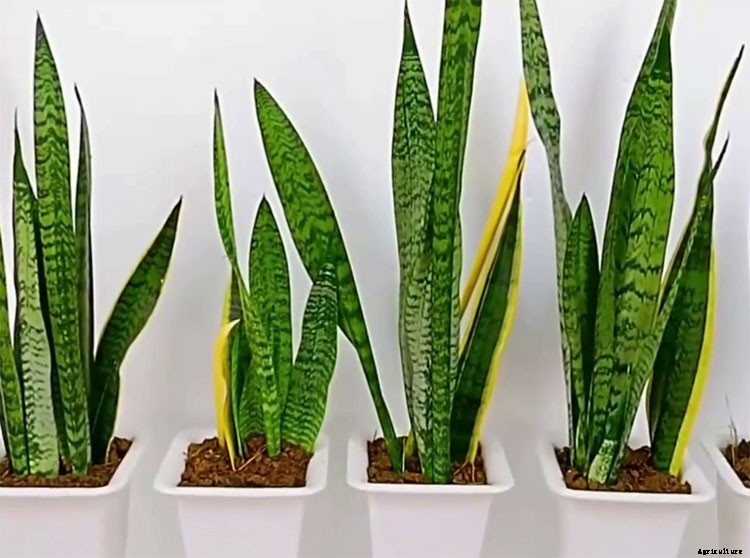 How Often Should You Water Snake Plant?