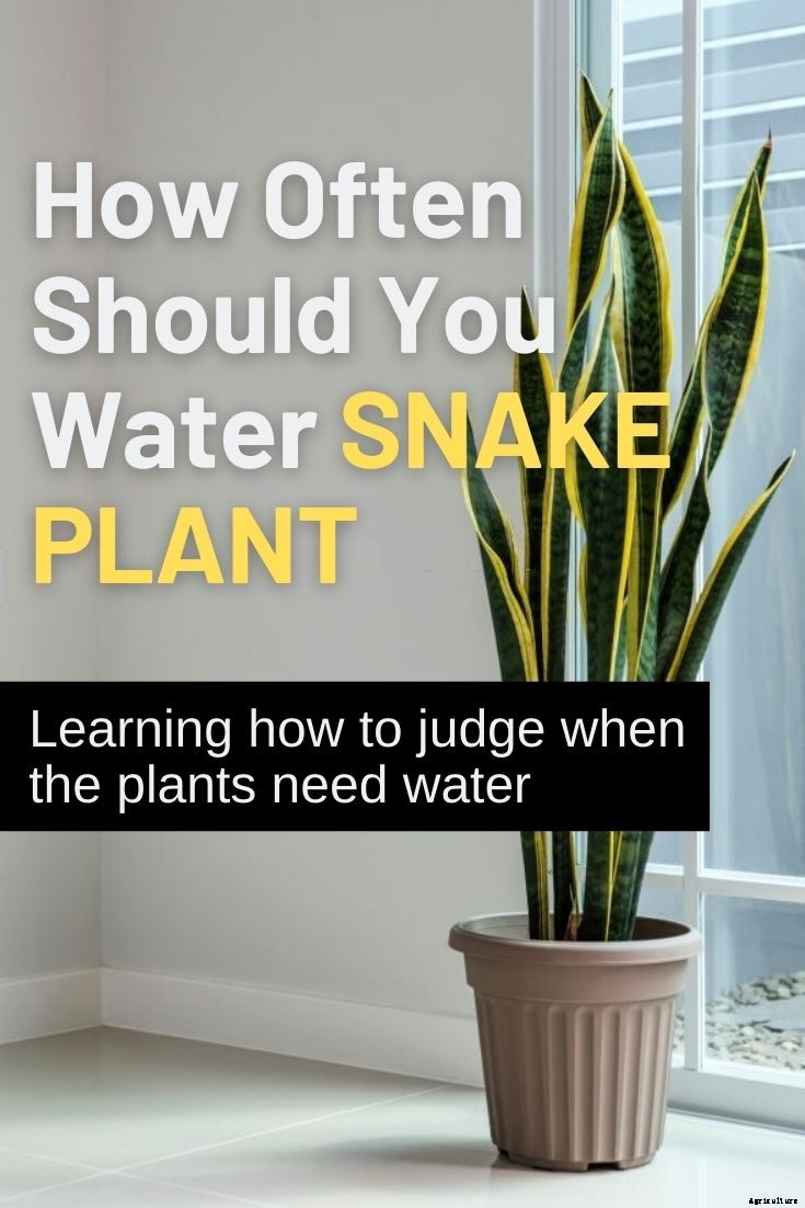 How Often Should You Water Snake Plant?