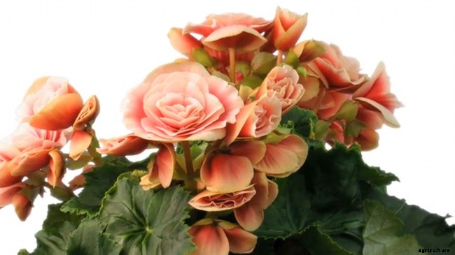 The Most Effective Ways Of Identifying House Plants