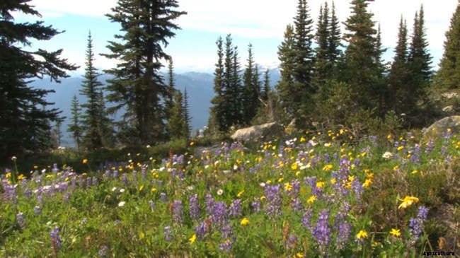 Different Plant Identification For Your Garden