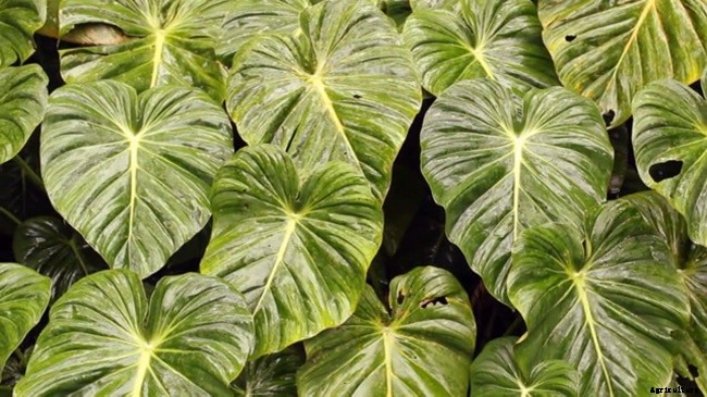 The Most Effective Ways Of Identifying House Plants