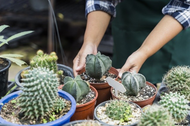 The Most Effective Ways Of Identifying House Plants