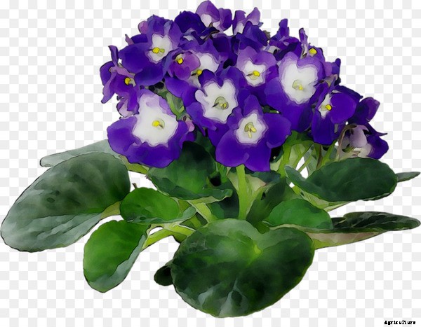 The Most Effective Ways Of Identifying House Plants