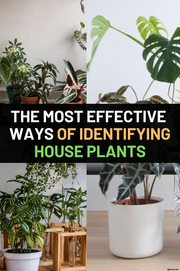 The Most Effective Ways Of Identifying House Plants
