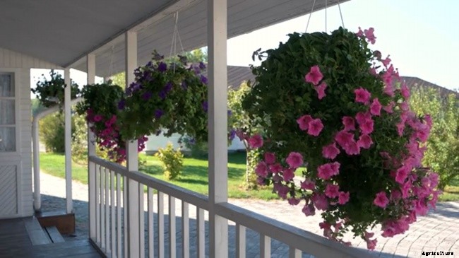 Solid Home Gardening Ideas for City Gardeners