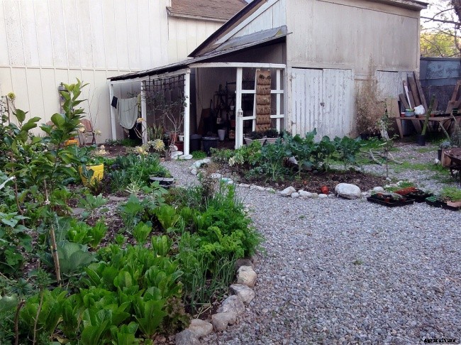 Solid Home Gardening Ideas for City Gardeners