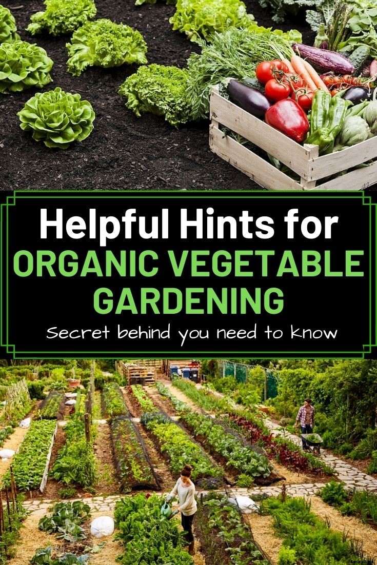 Helpful Hints for Organic Vegetable Gardening