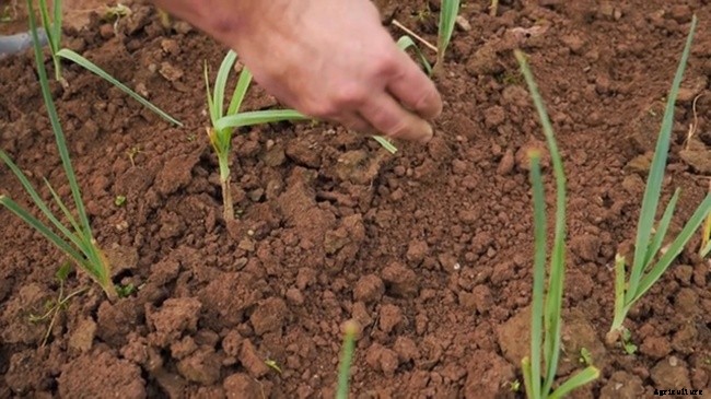 What is Included in Lawn Care Service?