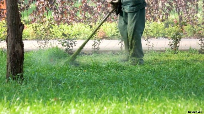 What is Included in Lawn Care Service?