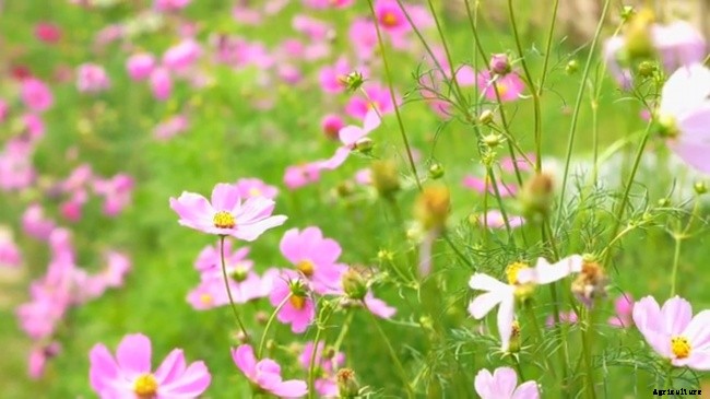 Annual Garden – Year-Round Color Perennial Garden