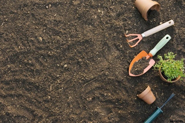 Vegetable Gardening – How To Get Started On The Right Foot