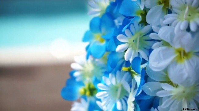 Annual Garden – Year-Round Color Perennial Garden