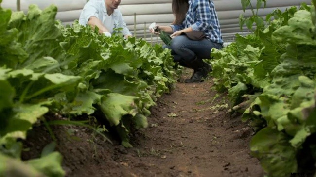 Vegetable Gardening – How To Get Started On The Right Foot