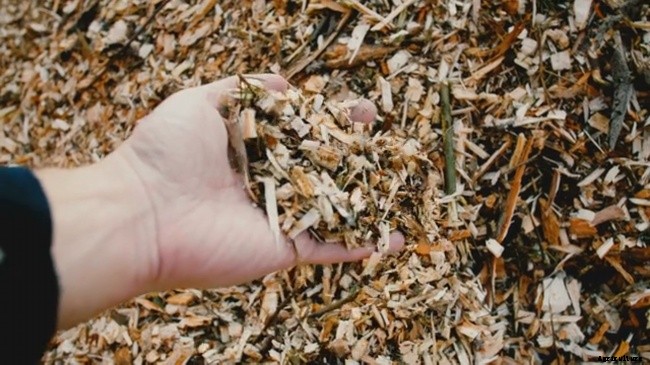 Vegetable Gardening – How To Get Started On The Right Foot