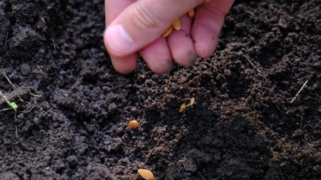 How To Harvest Your Garden and Sowing Harvested Seeds?