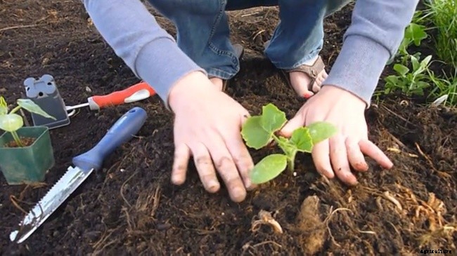 Basics of Planting a Fall Garden