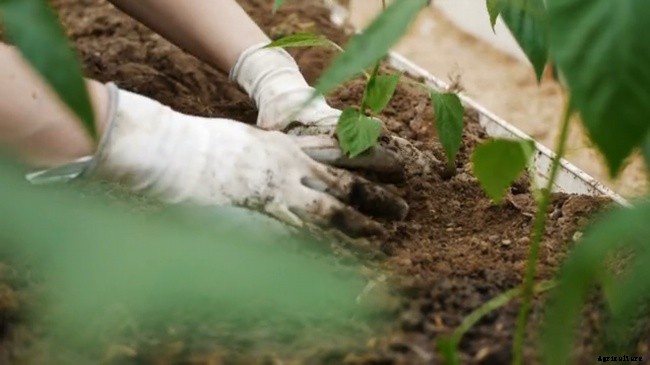 Basics of Planting a Fall Garden