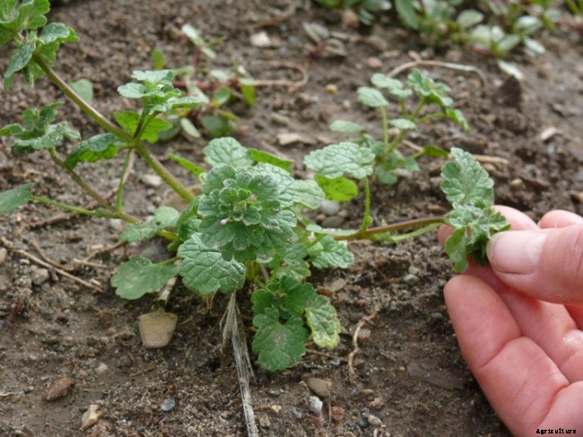 How To Get Rid of and Kill Creeping Charlie