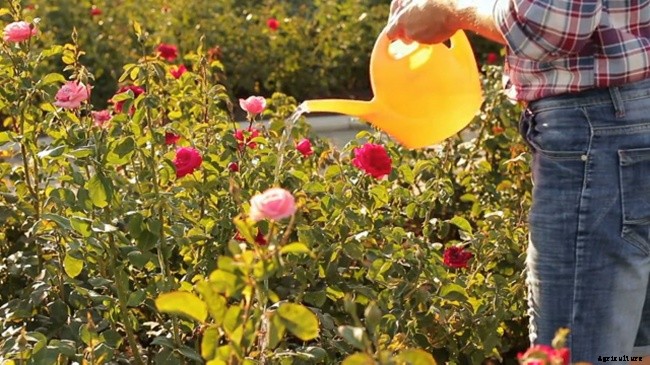 How To Maintain Your Annual and Perennial Garden