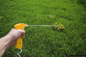 How To Get Rid of and Kill Creeping Charlie